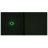 Immunofluorescence - TNF12 Antibody from Signalway Antibody (33585) - Antibodies.com