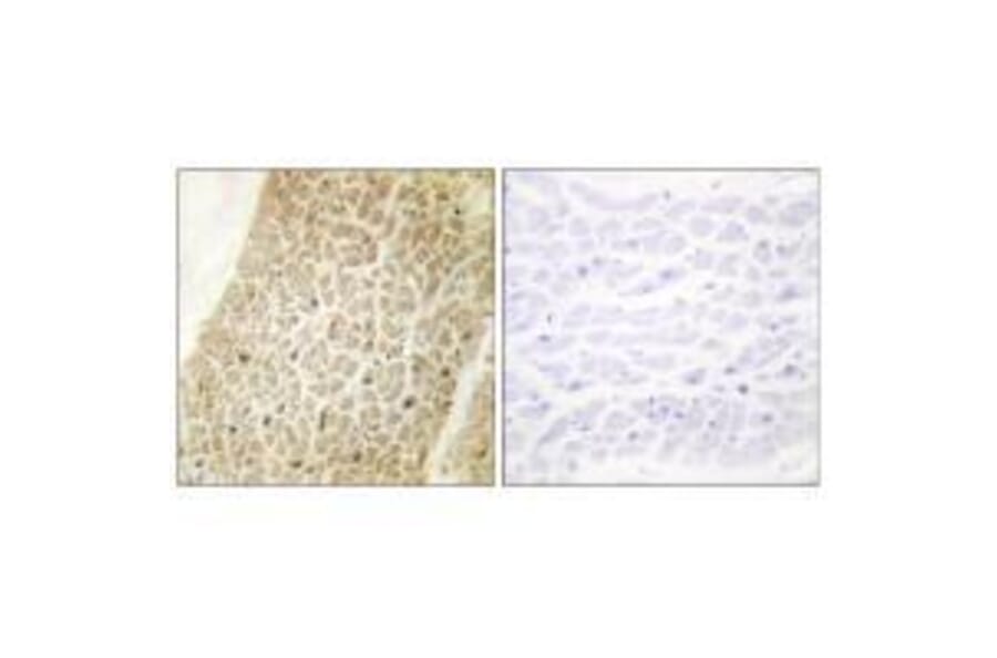 Immunohistochemistry - AKAP8 Antibody from Signalway Antibody (33589) - Antibodies.com
