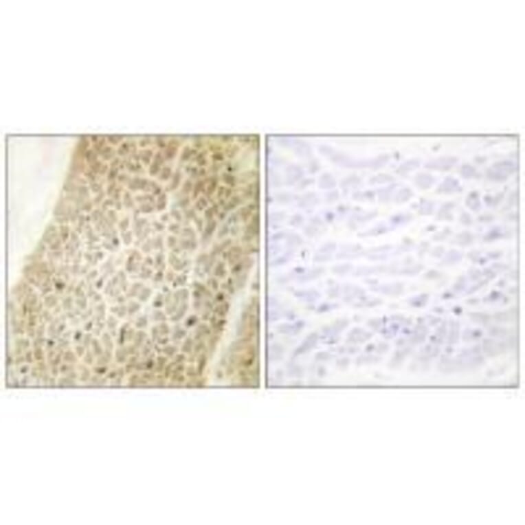 Immunohistochemistry - AKAP8 Antibody from Signalway Antibody (33589) - Antibodies.com