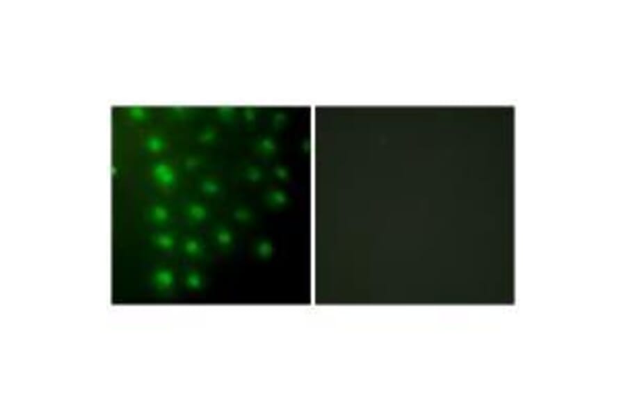 Immunofluorescence - AKAP8 Antibody from Signalway Antibody (33589) - Antibodies.com