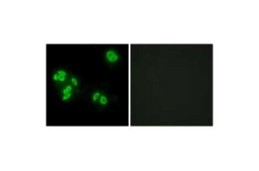 Immunofluorescence - TFIP8 Antibody from Signalway Antibody (33631) - Antibodies.com