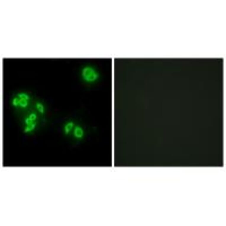 Immunofluorescence - TFIP8 Antibody from Signalway Antibody (33631) - Antibodies.com