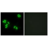 Immunofluorescence - TFIP8 Antibody from Signalway Antibody (33631) - Antibodies.com