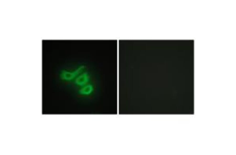 Immunofluorescence - M-CK Antibody from Signalway Antibody (33654) - Antibodies.com