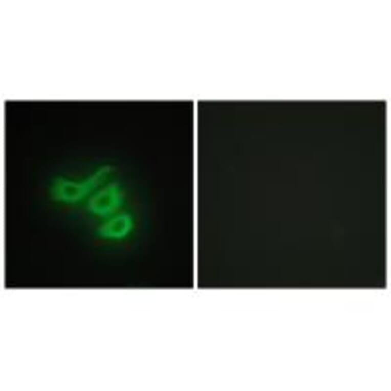 Immunofluorescence - M-CK Antibody from Signalway Antibody (33654) - Antibodies.com