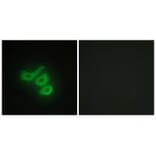 Immunofluorescence - M-CK Antibody from Signalway Antibody (33654) - Antibodies.com