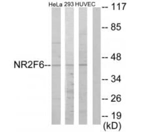Western blot - NR2F6 Antibody from Signalway Antibody (33668) - Antibodies.com