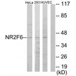 Western blot - NR2F6 Antibody from Signalway Antibody (33668) - Antibodies.com