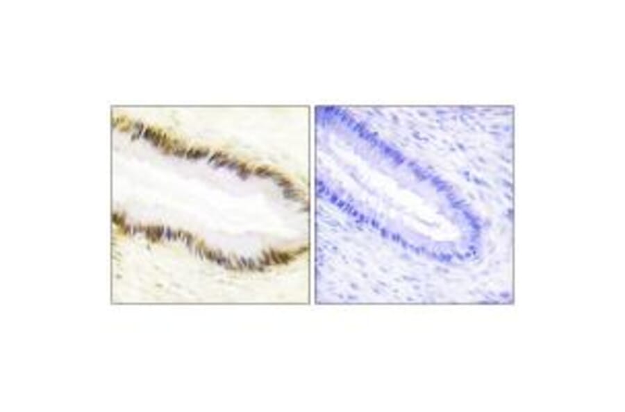 Immunohistochemistry - NR2F6 Antibody from Signalway Antibody (33668) - Antibodies.com