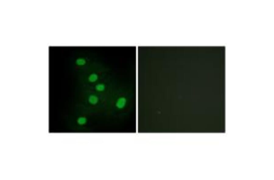 Immunofluorescence - NR2F6 Antibody from Signalway Antibody (33668) - Antibodies.com