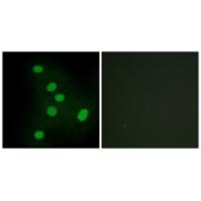 Immunofluorescence - NR2F6 Antibody from Signalway Antibody (33668) - Antibodies.com