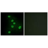Immunofluorescence - NR2F6 Antibody from Signalway Antibody (33668) - Antibodies.com