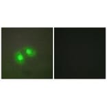 Immunofluorescence - TOP2A Antibody from Signalway Antibody (33671) - Antibodies.com