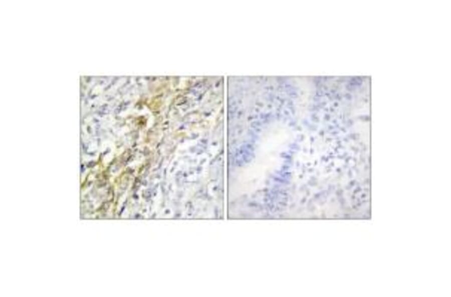 Immunohistochemistry - CKI-α Antibody from Signalway Antibody (33780) - Antibodies.com