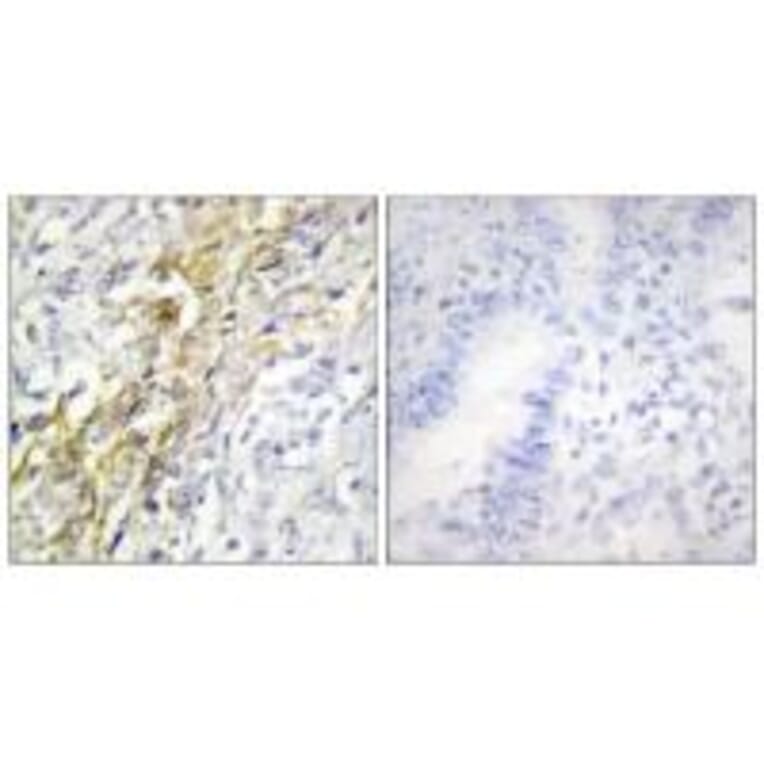 Immunohistochemistry - CKI-α Antibody from Signalway Antibody (33780) - Antibodies.com