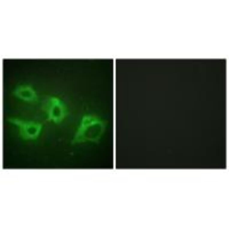 Immunofluorescence - CKI-α Antibody from Signalway Antibody (33780) - Antibodies.com