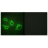 Immunofluorescence - CKI-α Antibody from Signalway Antibody (33780) - Antibodies.com