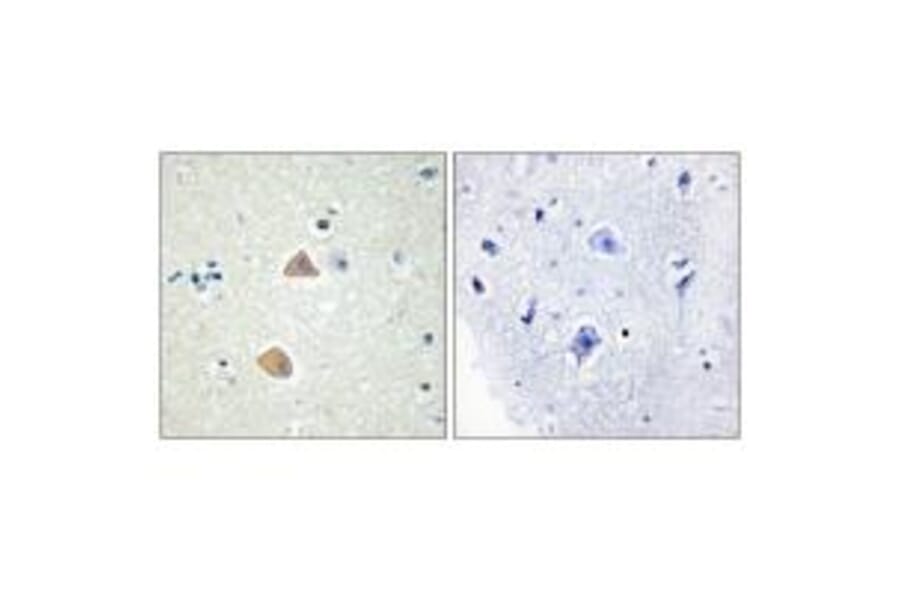 Immunohistochemistry - EFNA5 Antibody from Signalway Antibody (33811) - Antibodies.com