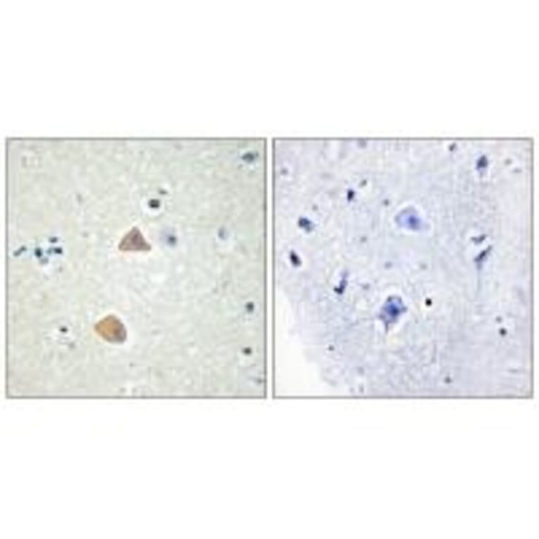 Immunohistochemistry - EFNA5 Antibody from Signalway Antibody (33811) - Antibodies.com