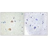 Immunohistochemistry - EFNA5 Antibody from Signalway Antibody (33811) - Antibodies.com