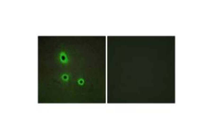 Immunofluorescence - EFNA5 Antibody from Signalway Antibody (33811) - Antibodies.com