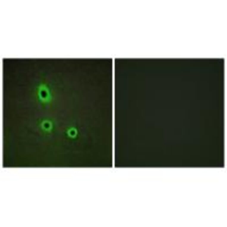 Immunofluorescence - EFNA5 Antibody from Signalway Antibody (33811) - Antibodies.com