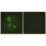 Immunofluorescence - EFNA5 Antibody from Signalway Antibody (33811) - Antibodies.com