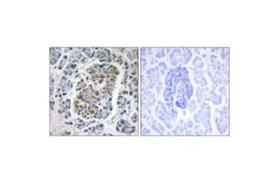 Immunohistochemistry - MtSSB Antibody from Signalway Antibody (33857) - Antibodies.com