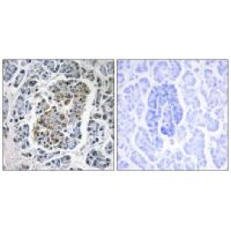 Immunohistochemistry - MtSSB Antibody from Signalway Antibody (33857) - Antibodies.com