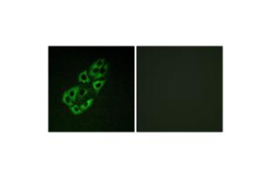 Immunofluorescence - MtSSB Antibody from Signalway Antibody (33857) - Antibodies.com