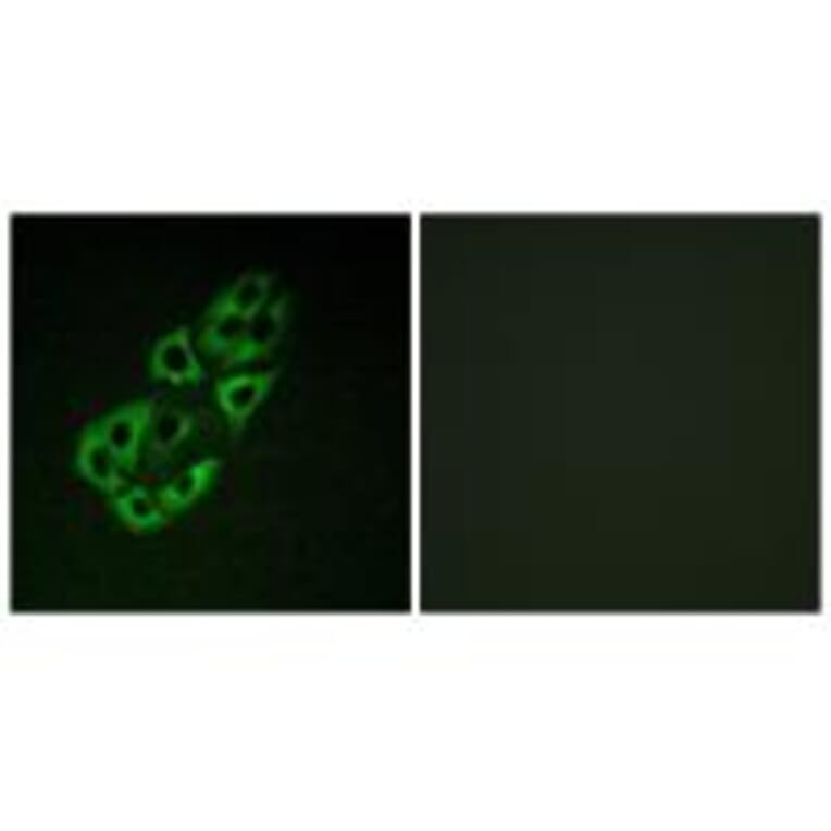 Immunofluorescence - MtSSB Antibody from Signalway Antibody (33857) - Antibodies.com