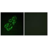 Immunofluorescence - MtSSB Antibody from Signalway Antibody (33857) - Antibodies.com