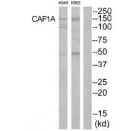 Western blot - CAF1A Antibody from Signalway Antibody (33866) - Antibodies.com