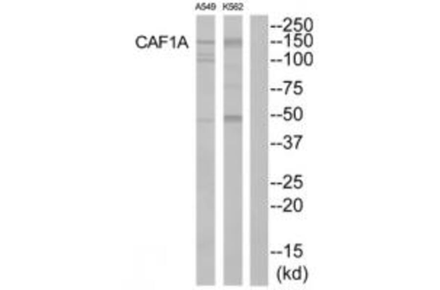 Western blot - CAF1A Antibody from Signalway Antibody (33866) - Antibodies.com