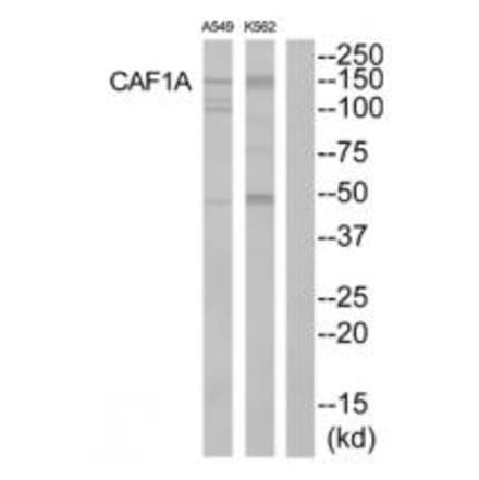 Western blot - CAF1A Antibody from Signalway Antibody (33866) - Antibodies.com