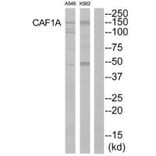 Western blot - CAF1A Antibody from Signalway Antibody (33866) - Antibodies.com