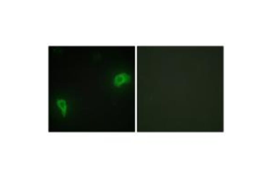 Immunofluorescence - DOK7 Antibody from Signalway Antibody (33918) - Antibodies.com