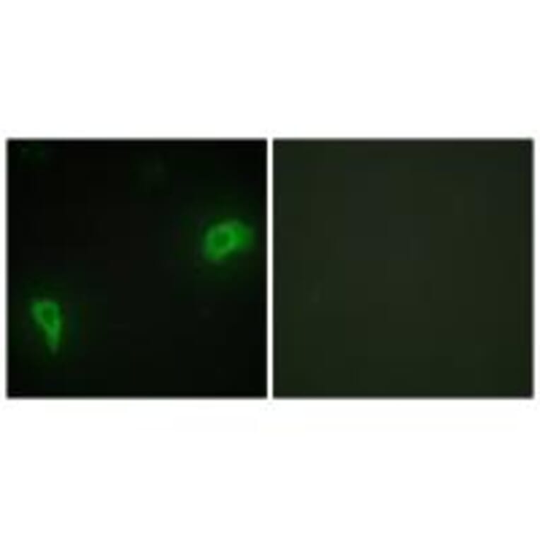 Immunofluorescence - DOK7 Antibody from Signalway Antibody (33918) - Antibodies.com
