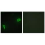 Immunofluorescence - DOK7 Antibody from Signalway Antibody (33918) - Antibodies.com