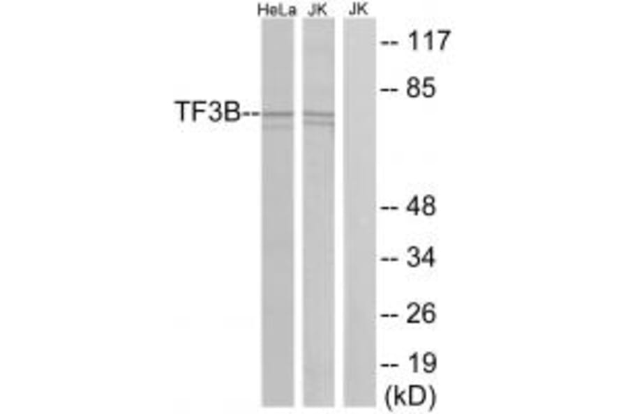 Western blot - TF3B Antibody from Signalway Antibody (34013) - Antibodies.com