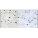 Immunohistochemistry - TF3B Antibody from Signalway Antibody (34013) - Antibodies.com