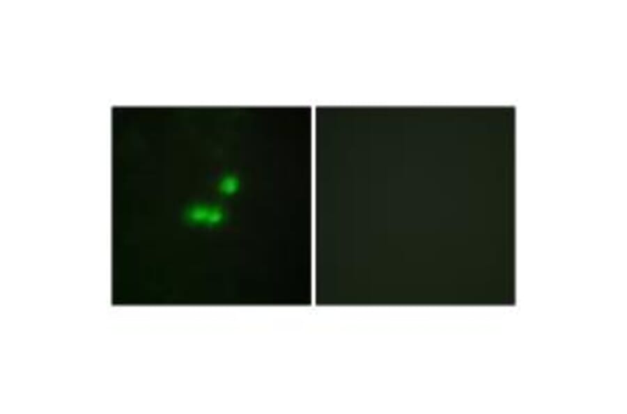 Immunofluorescence - TF3B Antibody from Signalway Antibody (34013) - Antibodies.com