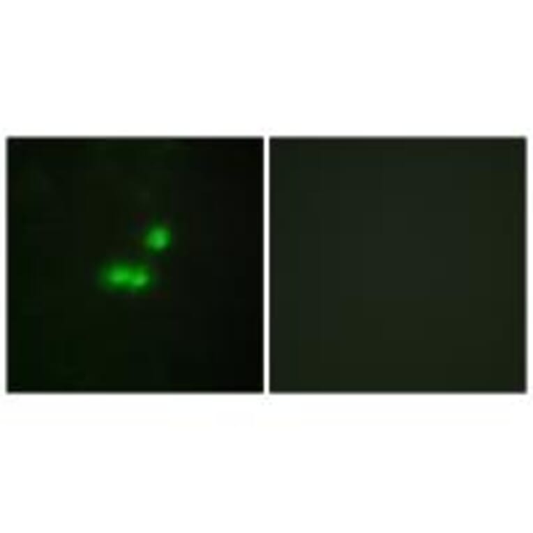 Immunofluorescence - TF3B Antibody from Signalway Antibody (34013) - Antibodies.com