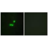 Immunofluorescence - TF3B Antibody from Signalway Antibody (34013) - Antibodies.com