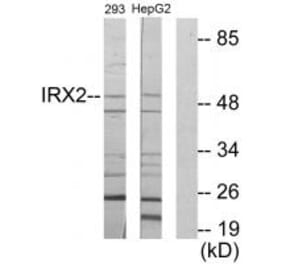 Western blot - IRX2 Antibody from Signalway Antibody (34053) - Antibodies.com
