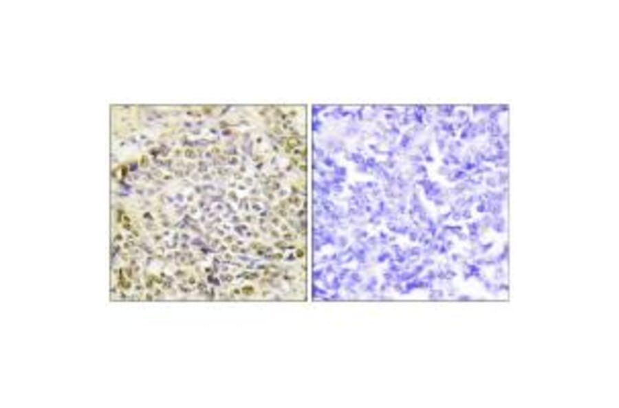 Immunohistochemistry - IRX2 Antibody from Signalway Antibody (34053) - Antibodies.com