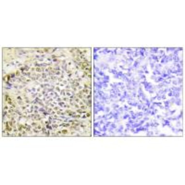 Immunohistochemistry - IRX2 Antibody from Signalway Antibody (34053) - Antibodies.com