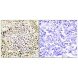 Immunohistochemistry - IRX2 Antibody from Signalway Antibody (34053) - Antibodies.com