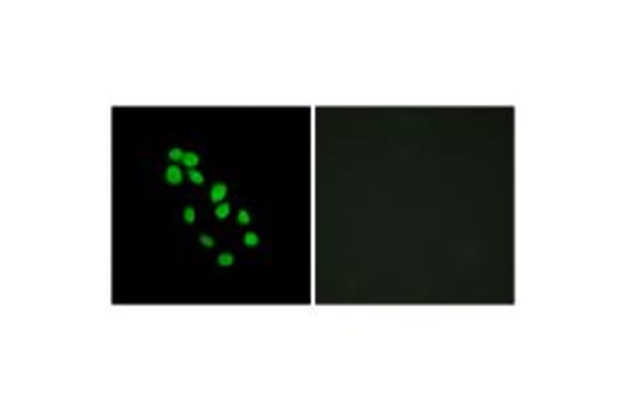 Immunofluorescence - IRX2 Antibody from Signalway Antibody (34053) - Antibodies.com