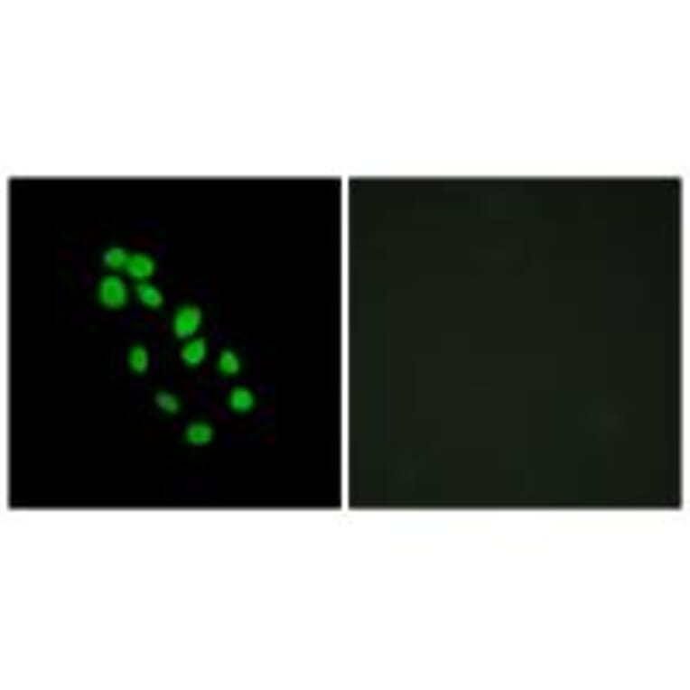 Immunofluorescence - IRX2 Antibody from Signalway Antibody (34053) - Antibodies.com